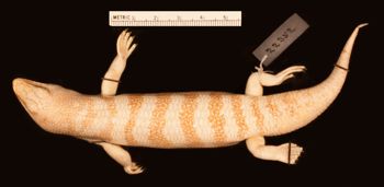 Media type: image;   Herpetology R-22352